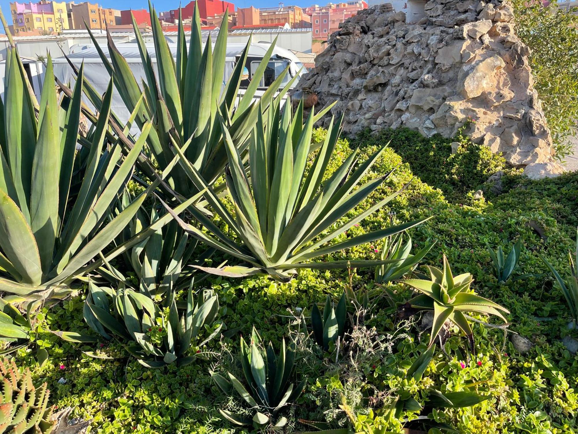 Camping Wassay Beach Sidi Ouassay Eksteriør billede